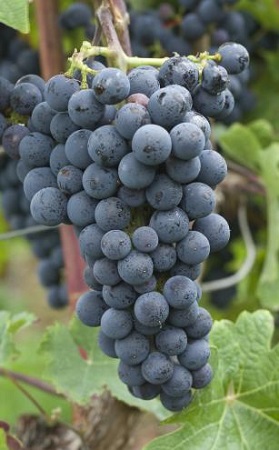 纳帕谷主要葡萄品种逐个数（上）