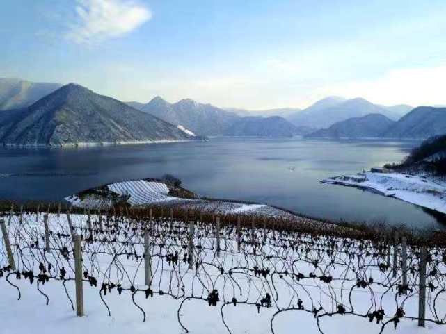 2020通化·集安鸭绿江河谷冰葡萄酒节今天开幕