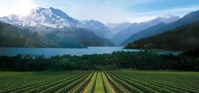 新疆昌吉州新添酿酒葡萄种植面积1.3万亩