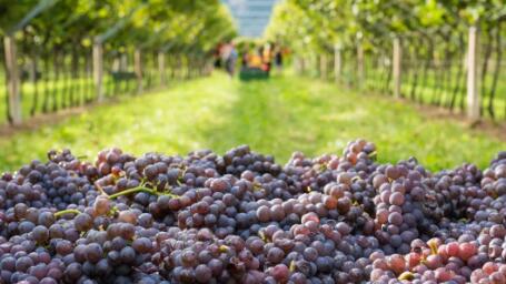 意大利葡萄酒巩固世界生产领导地位