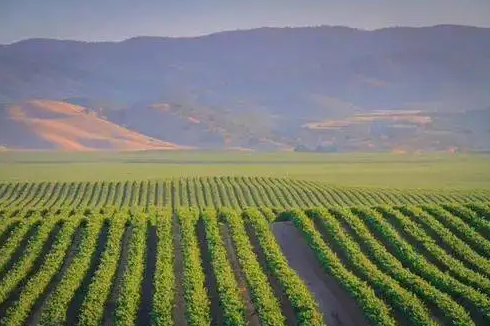 宁夏贺兰山东麓产区力争2023年年产优质葡萄酒6亿瓶以上
