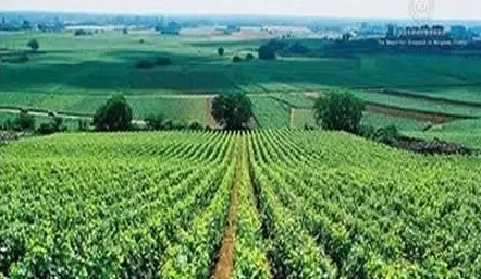 2021年宁夏葡萄酒出口额同比增长256%